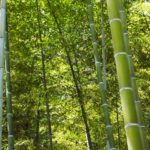 バーベキューにプラスアルファで青竹の香りを満喫しよう!