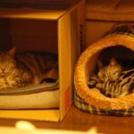 冬キャンプを楽しもう!③気を付けたい、就寝時の注意点とは?