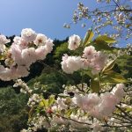 本格的なバーベキュー